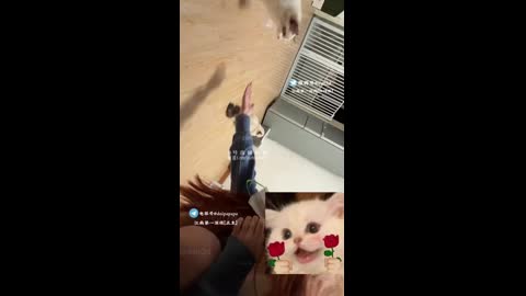 江南第一深情40号女主嫩妹颜值主播 内射身材好瘦腿细 皮肤白里透粉身子特别敏感还是学生 就只跟前任睡过